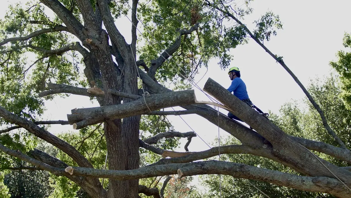 Professional Crown Thinning performed by certified arborists in Cantil