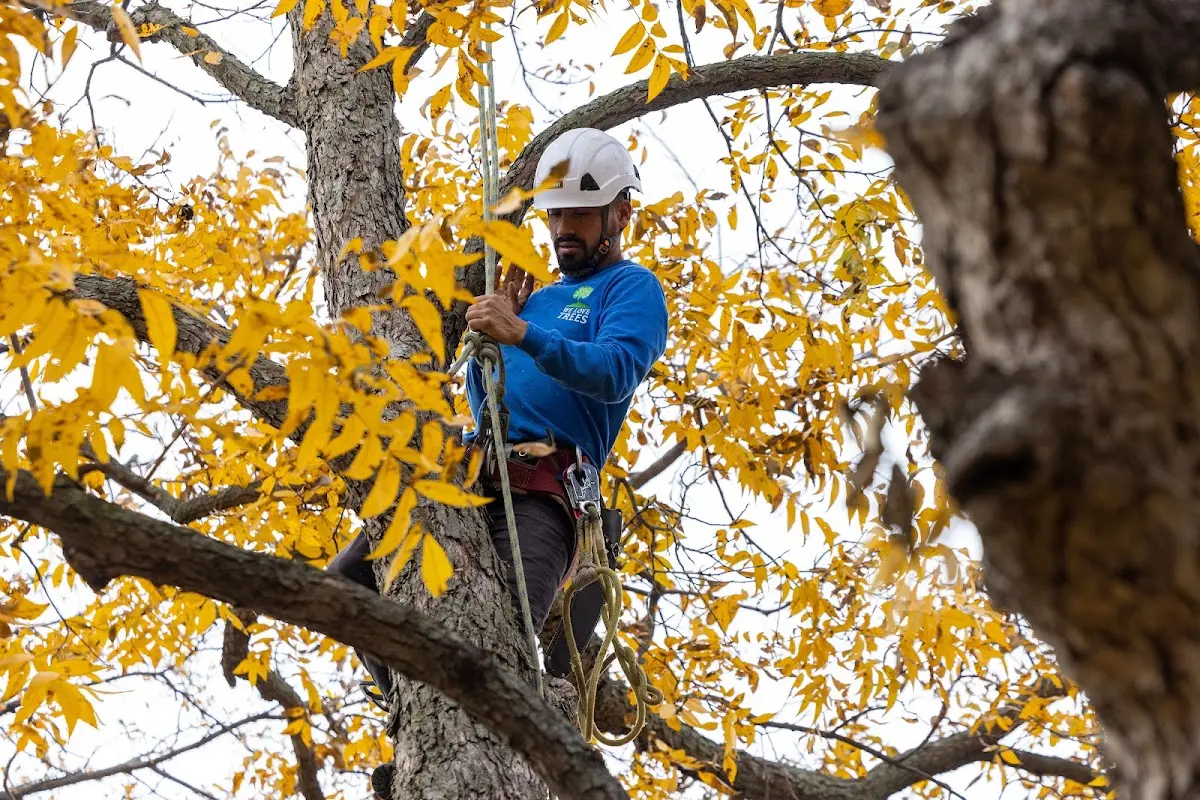 Skilled Storm Damage Cleanup crew working in Cantil