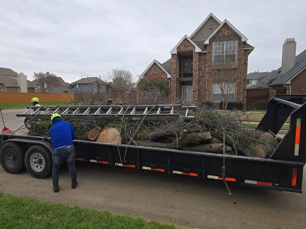 Expert Tree Fertilization with proper safety equipment in Cantil